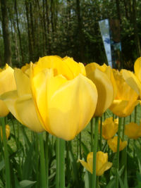 Tulips in Keukenhof