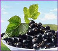 Blackcurrants